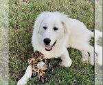 Small #2 Great Pyrenees