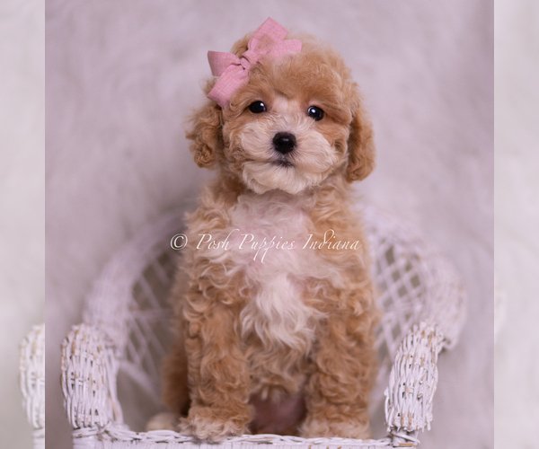 Medium Photo #2 Poodle (Toy) Puppy For Sale in WARSAW, IN, USA