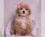 Small #1 Poodle (Toy)