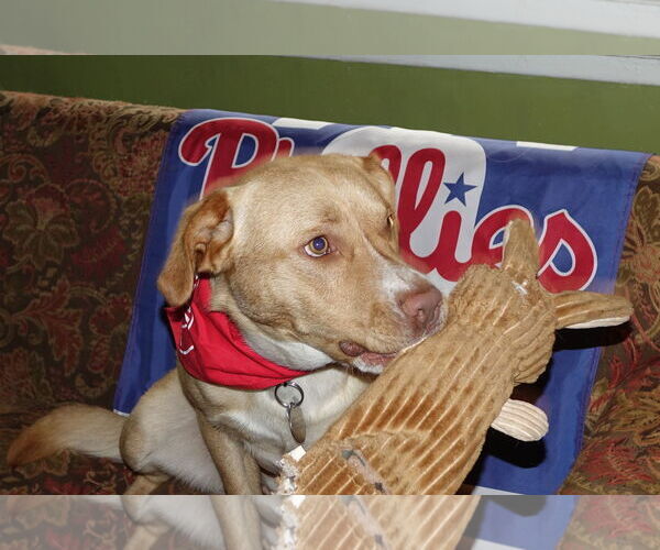 Medium Photo #5 Labrador Retriever-Unknown Mix Puppy For Sale in Doylestown, PA, USA