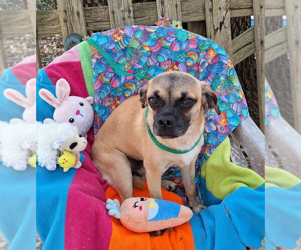 Medium Photo #3 Puggat Puppy For Sale in Missouri City, TX, USA