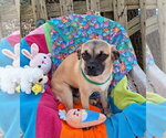 Small #2 Puggat