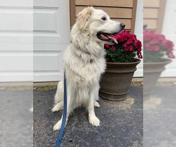 Medium Photo #3 Great Pyrenees-Unknown Mix Puppy For Sale in Croydon, NH, USA