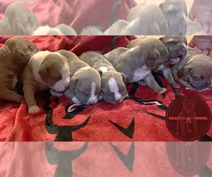 American Bully Puppy for sale in FAYETTEVILLE, AR, USA