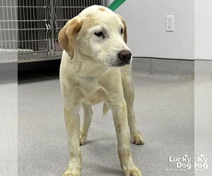 Labrador Retriever-Unknown Mix Dogs for adoption in Washington, DC, USA