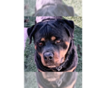 Small #4 Rottweiler