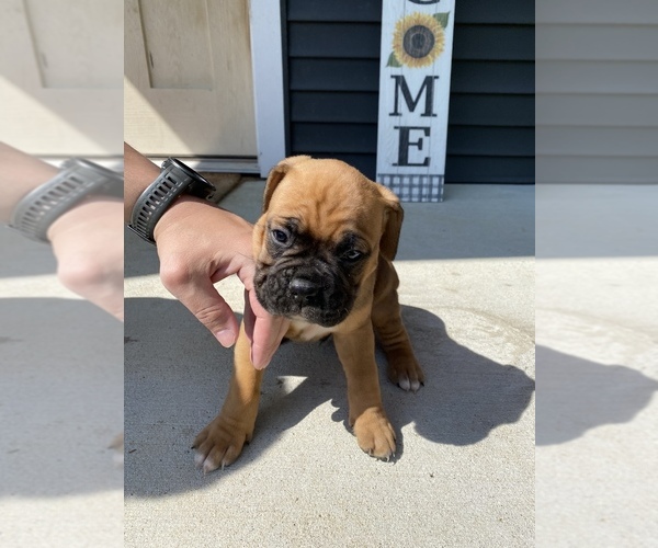 Medium Photo #1 Boxer Puppy For Sale in ROCKFORD, MI, USA