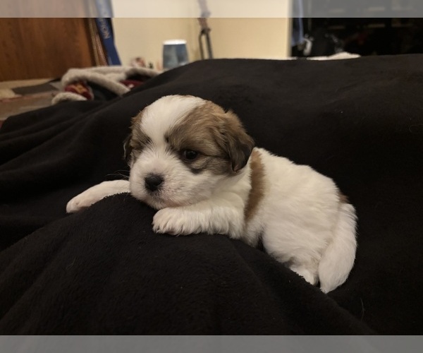 Medium Photo #7 Coton de Tulear Puppy For Sale in BIG RAPIDS, MI, USA