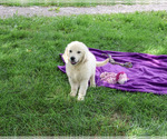 Small #3 Golden Retriever