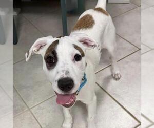 Boxer-Unknown Mix Dogs for adoption in San Diego, CA, USA