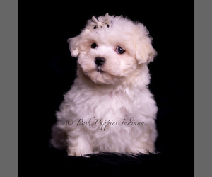 Medium Maltese