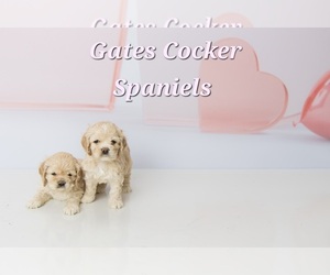 Cocker Spaniel Puppy for sale in ALFORD, FL, USA