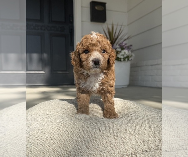 Medium Photo #5 Poodle (Miniature) Puppy For Sale in MARYSVILLE, CA, USA
