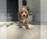 Small #4 Poodle (Miniature)