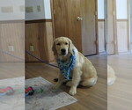 Small #1 Golden Retriever