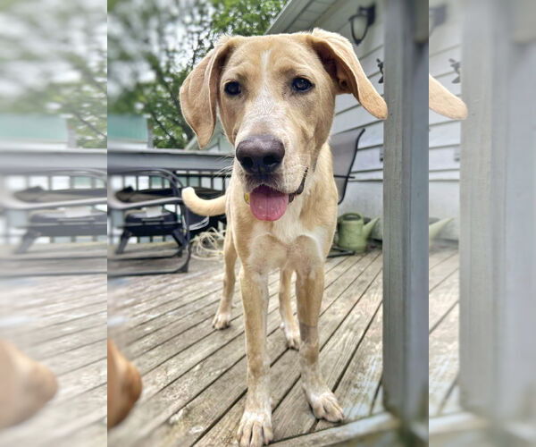 Medium Photo #2 Anatolian Shepherd-Labrador Retriever Mix Puppy For Sale in Fultonham, NY, USA