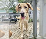 Small #1 Anatolian Shepherd-Labrador Retriever Mix