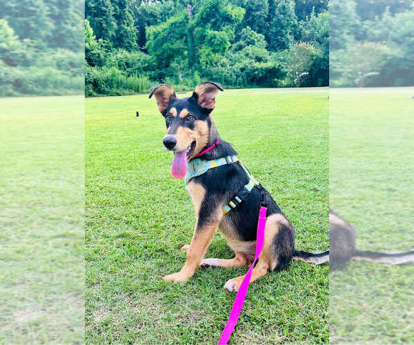 Medium Photo #4 Mutt Puppy For Sale in FRAMINGHAM, MA, USA