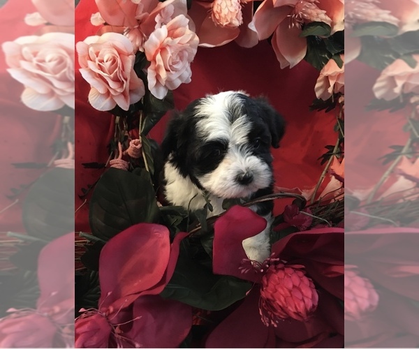Medium Photo #1 Havanese Puppy For Sale in LIVONIA, MI, USA