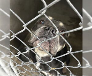 Olde Bulldog Dogs for adoption in San Bernardino, CA, USA