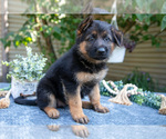 Puppy 3 German Shepherd Dog