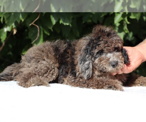 Medium Photo #6 Bernedoodle (Miniature) (+ Poodle Miniature) Puppy For Sale in DYERSBURG, TN, USA