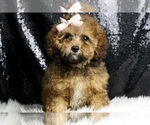 Puppy Frappe AKC Poodle (Miniature)