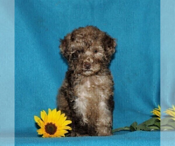Medium Photo #4 Poodle (Miniature) Puppy For Sale in CHRISTIANA, PA, USA
