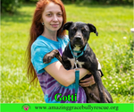 Small #5 Rottweiler-American Pit Bull Terrier