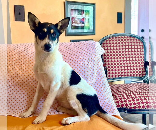 Medium Photo #3 Mutt Puppy For Sale in Rockaway, NJ, USA