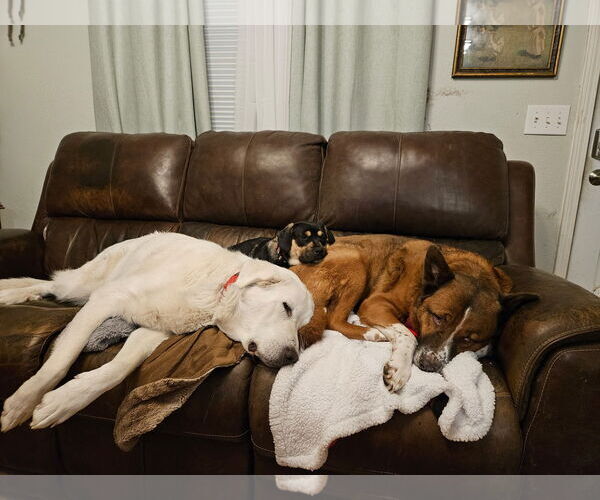 Medium Photo #6 Great Pyrenees Puppy For Sale in Bountiful, UT, USA