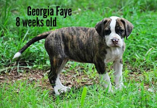 Medium Photo #1 Alapaha Blue Blood Bulldog Puppy For Sale in CLEVELAND, GA, USA