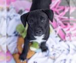 Small #3 Labrador Retriever Mix