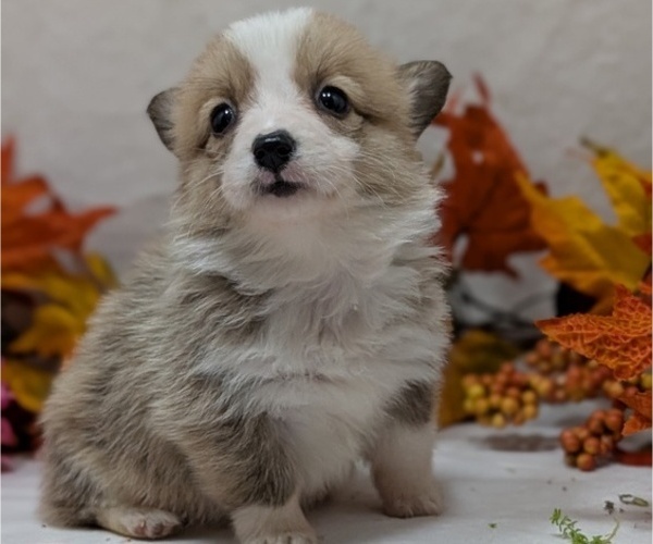 Medium Photo #7 Pembroke Welsh Corgi Puppy For Sale in GOSHEN, IN, USA