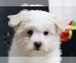 Small Photo #7 Maltese Puppy For Sale in MARIETTA, GA, USA