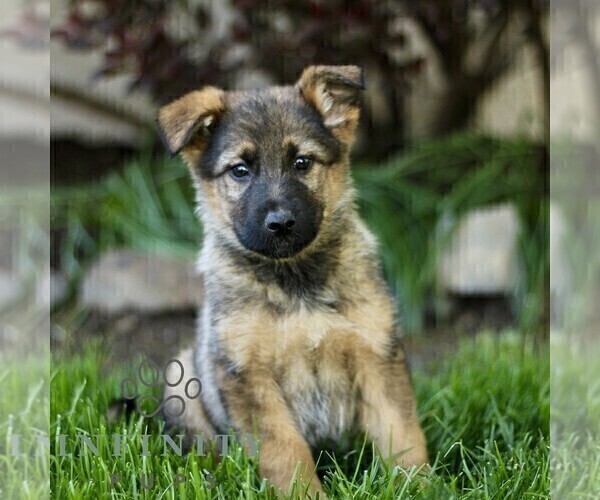 Medium Photo #4 Australian Shepherd-German Shepherd Dog Mix Puppy For Sale in BIRD IN HAND, PA, USA