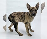 Small #3 Australian Shepherd Mix