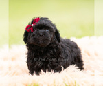 Small #1 Goldendoodle (Miniature)