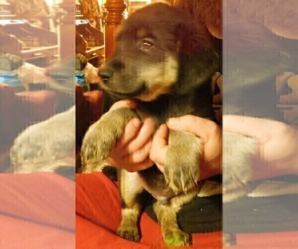 Medium Photo #9 Golden Labrador Puppy For Sale in IDAHO SPRINGS, CO, USA