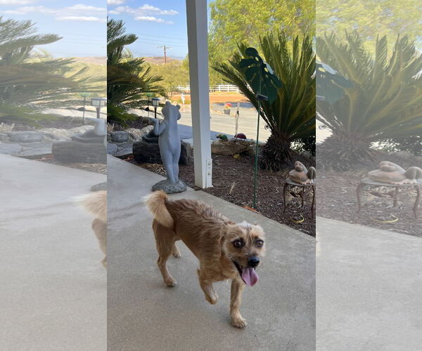 Medium Photo #2 Cairn Terrier Puppy For Sale in Menifee, CA, USA