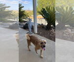 Small #1 Cairn Terrier