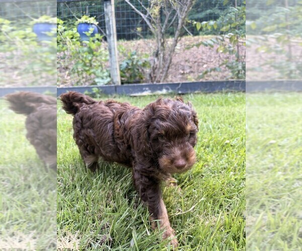 Medium Photo #22 Aussiedoodle Puppy For Sale in ASHEVILLE, NC, USA