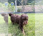 Small #3 Aussiedoodle