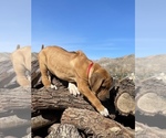 Small Photo #71 Rhodesian Ridgeback Puppy For Sale in MORONGO VALLEY, CA, USA