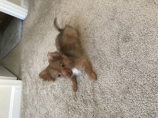 Pomeranian Puppy for sale in GERMANTOWN, MD, USA