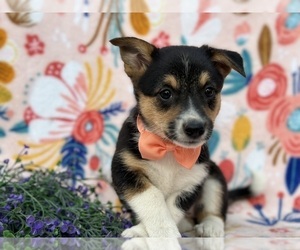 Collie-Pembroke Welsh Corgi Mix Puppy for sale in LANCASTER, PA, USA