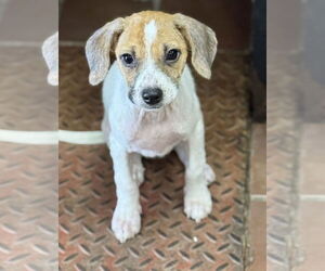 Chiweenie Dogs for adoption in Jefferson, NJ, USA