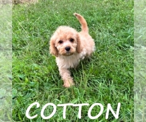 Cock-A-Poo Puppy for sale in HARTLAND, MN, USA