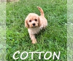 Image preview for Ad Listing. Nickname: Cotton