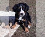 Puppy 4 Greater Swiss Mountain Dog